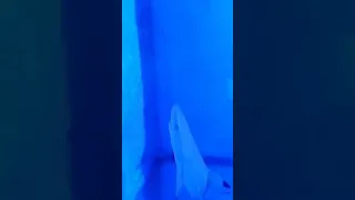 کوسه ۶ ماه   baby shark