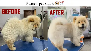 A beautiful chow chow grooming | how to groom a chow chow | nawanshahr | @kumarpetshop654