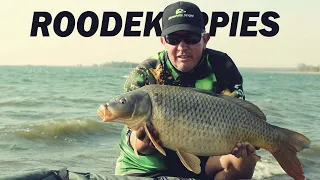 BIG Carp Session @ Roodekoppies