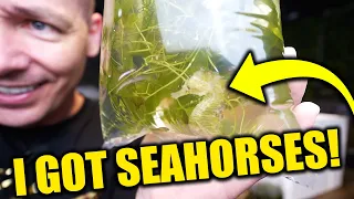 Unboxing and adding PREDATOR FISH and SEAHORSES!!