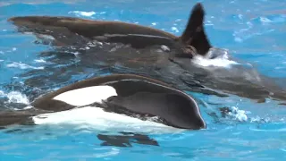 The story of Morgan the orca