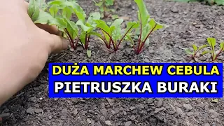 Chcesz mieć Dużą Marchew, Pietruszkę, Cebulę, Buraki - Wykonaj Kluczowy Zabieg. Przerzedzanie Warzyw