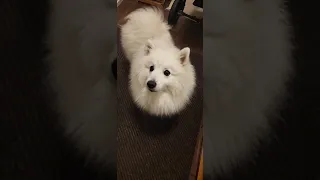 polite tail wag