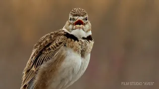 Calandra lark singing bird and call | Film Studio Aves