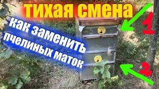 Тихая смена матки. Один из способов замены пчелиных маток на пасеке