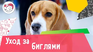 5 особенностей ухода за биглями