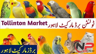 Lahore Tollinton Birds Market Latest Price  2021 | Tollinton Birds Market Lahore