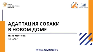 Адаптация собаки в новом доме