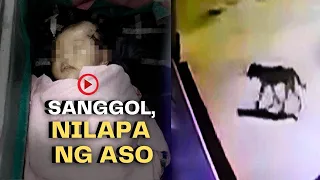 Sanggol, Nilapa ng Aso Na Pinaghihinalaang Aswang?
