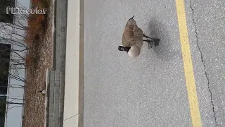 FUNNIEST Geese Attack Compilation
