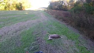 Mama Deer SCREAMS After Her Baby Gets Shot