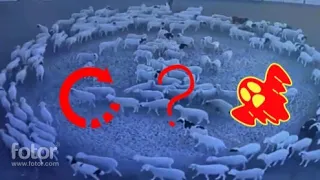 На китайской ферме овцы уже 2 недели бегают по кругу…