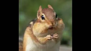 Flo Rida- Sugar CHIPMUNK VERSION