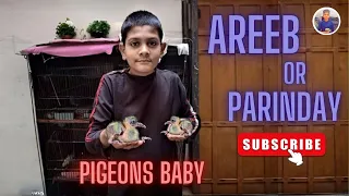 Finally Laka Pigeon Ke Baby Nikal Aye 😍 | Baby White Pigeon | Video How do baby | pigeons grow up