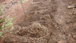 Cobertura de Solo - Plantando Sem irrigação Com a JK AgroSustentável - Vídeo 2