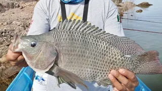 MOJARRA GIGANTE// pesca y cocina- callos de mojarra