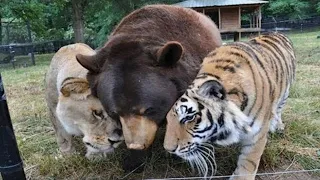 Most Unbelievable Unlikely Animal Friendships!