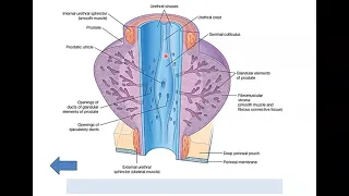 Anatomy of the Urethra - Dr. Ahmed Farid