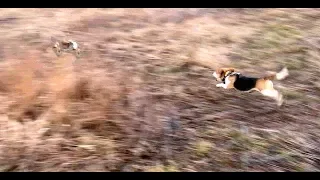 Skyview's Beagles Rabbit Hunting Northern WV Beagle Club FUn Run