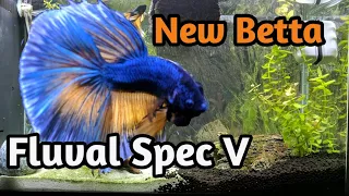 Fluval Spec V | AquaScaping  | New Betta