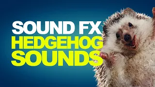 HEDGEHOG SOUNDS | Sound Effects [High Quality]