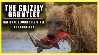 The Grizzly Gauntlet - A Salmon's Journey to Spawn - Brown Bears in Alaska Fishing