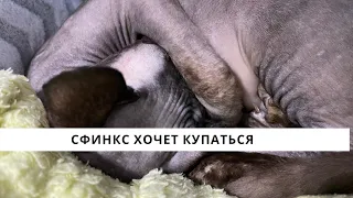 СФИНКС ЛУНА ХОЧЕТ КУПАТЬСЯ)