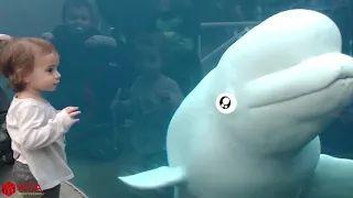 Girl Spooked by a Beluga Whale   Beluga Whale Is Amazed by Tricks  Funny Aquarium Video best friends