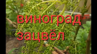 Начало цветения винограда