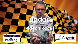 Pigeon Racing Update + Results from Wincanton & Reading pigeon races