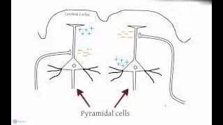 EEG and Action Potentials