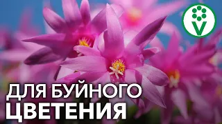 КАК ЗАСТАВИТЬ ЦВЕСТИ ДЕКАБРИСТ? Секреты опытных цветоводов для буйного цветения декабриста