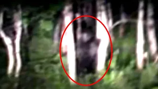 Top 5 Believable Bigfoot Sightings Caught on Camera