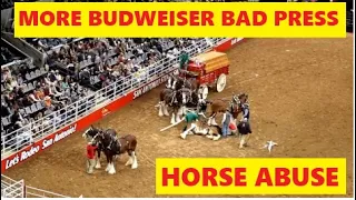 More Bad Press For Budweiser Clydesdale Wagon Accident - Abusing Horses For Profit & Advertising