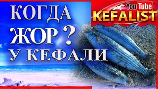 Когда жор у кефали ? Когда кефаль клюет ?? Рыбалка на Черноморскую кефаль в Скадовске