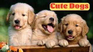 Baby Dogs - Cute and Funny Dog Videos Compilation 2023 - Part 34