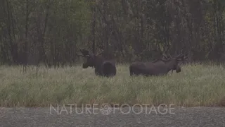 Two Moose Bulls in grazing in grass on edge of lake in heavy rain - Slow Motion