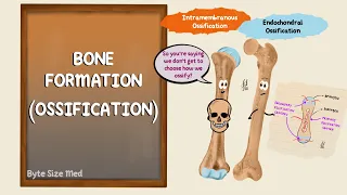 Ossification | Bone Formation | Histogenesis of Bone | Bone Histology | Embryology of the Skeleton