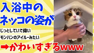 【2ch動物スレ】入浴中のネッコの姿があまりにもかわいすぎるwwww