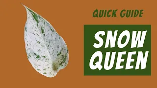 Snow Queen Pothos Care Guide | Epipremnum Aureum 101 | Light, Water, Soil & More