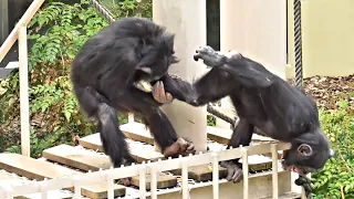 Chimpanzee twin sisters fight. After she makes up, she plays with Yotsuba. 【Video of 2022】