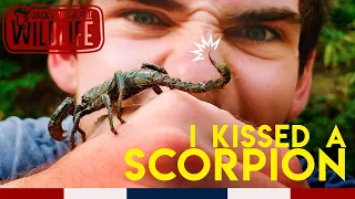 ASIAN SCORPION STING!!