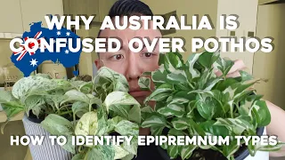 How to identify Pothos Types - Snow/Marble/Manjula, etc. | Why Australia is confused over Epipremnum