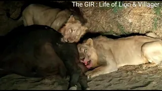 1 Lakh rupees ki mijabani Gir ke shero ki || gir lion hunting ||  India Animal and Forest ||