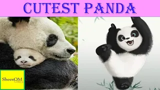 PANDA & BABY PANDA Ultimate FUNNY and CUTE video compilation (2020) #15