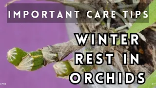 Why some orchids must take winter rest ? Important care tips  #orchids #orchidcare
