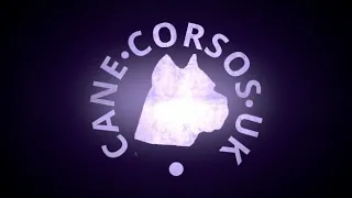 Cane corsos uk (bite work)