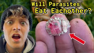 Will Invasive Shrimp Parasites EAT EACHOTHER? Part 1 #shorts