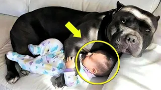 The Dog Didn't Let The Baby Sleep Alone, When Parents Find out why They Call the Police!