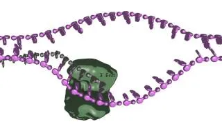 Homology-dependent double strand break repair